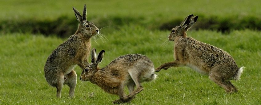 Lepus europaeus. Haas