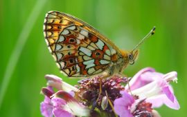 Boloria selene. Zilveren maan