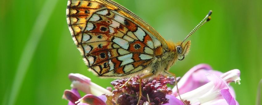 Boloria selene. Zilveren maan