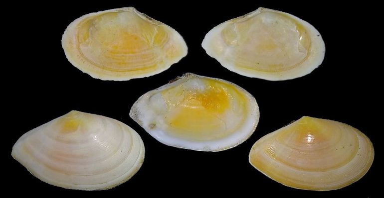 Niet-fossiele exemplaren van de 'vleeskleurige' platschelp uit Bretagne (&Icirc;le des Ebihens, 1987)