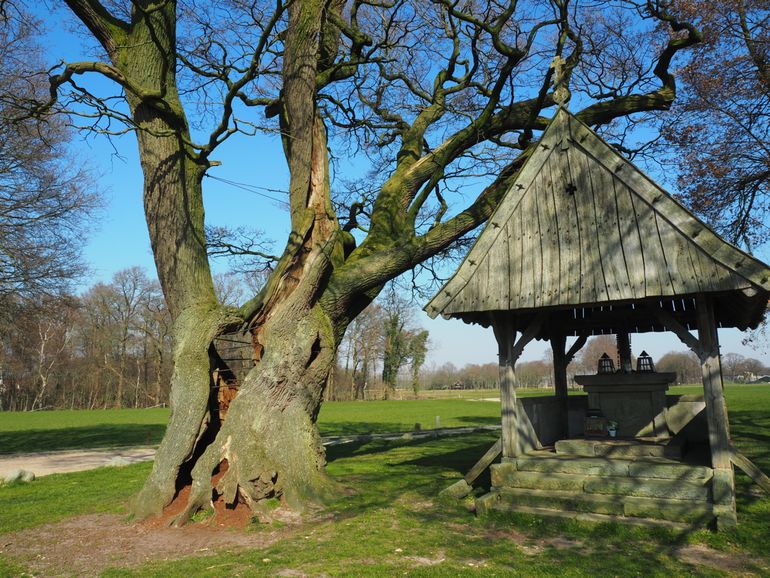 Kroezeboom Tubbergen, ongeveer 450 jaar oud