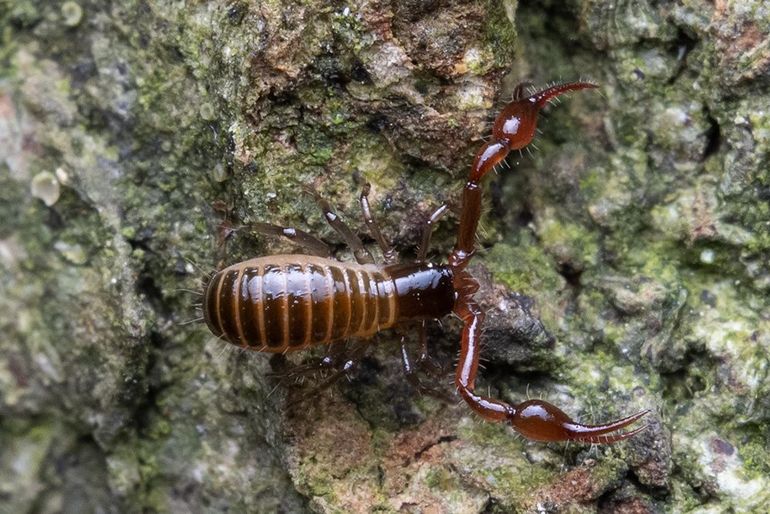 Mosschorpioentjes zijn piepklein en kunnen gewoon in je achtertuin voorkomen