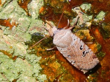 Zwartvlekwinteruil, in de winter actief