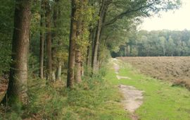 Wandelpad in de Sysselt langs stuk heide en loofbos met ondergroei van bosbessen