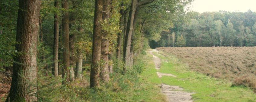 Wandelpad in de Sysselt langs stuk heide en loofbos met ondergroei van bosbessen