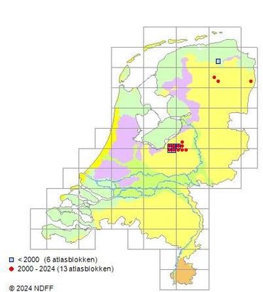 De verspreiding van de beukenwrat is vrijwel volledig beperkt tot de oudste bossen van de Veluwe