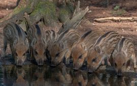 Wilma van Holten, Waarneming.nl wild zwijn