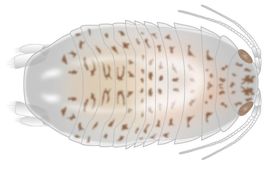 Erik-Jan Bosch (Naturalis Biodiversity Center) Reconstructietekening van Gelrincola winterswijkens