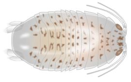 Reconstructietekening van Gelrincola winterswijkens