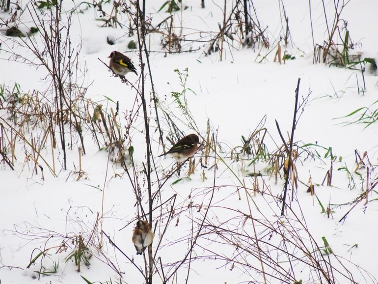 Putters en vink in de winter