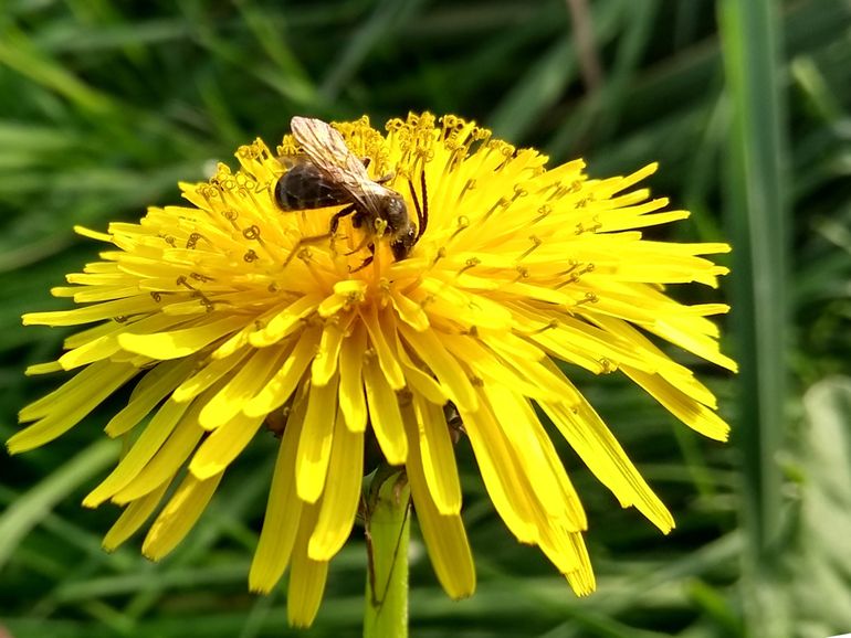 Mannetje van de roodbruine groefbij op een paardenbloem in de polder van Rhoon