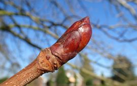 Klevende knop witte paardenkastanje