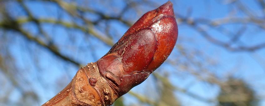 Klevende knop witte paardenkastanje