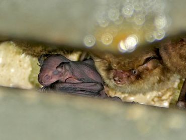 Een pasgeboren franjestaart. De ogen zijn nog gesloten en zelfs de navelstreng is zichtbaar