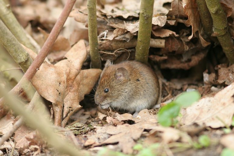 Rosse woelmuis