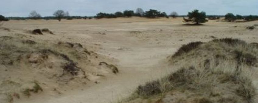 Stuifzand Drents-Friese woud,  Wieger Wamelink, Alterra, Wageningen UR