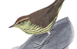 Louis Agassiz Fuertes noordse waterlijster, Warblers of North America , New York, Appleton, the public domain in the United States