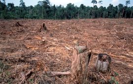 Illegale ontbossing voor de papierindustrie en boskap voor een palmolieplantage. Tesso Nilo, Riau, Sumatra, Indonesië