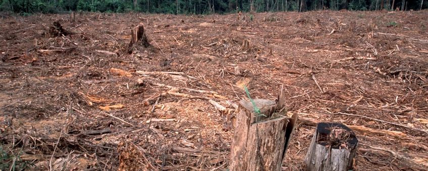 Illegale ontbossing voor de papierindustrie en boskap voor een palmolieplantage. Tesso Nilo, Riau, Sumatra, Indonesië