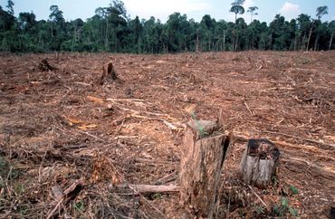 Deforestasi ilegal di Sumatera