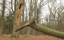 Erik Korsten Holle eik met een afgebroken zijtak na een storm
