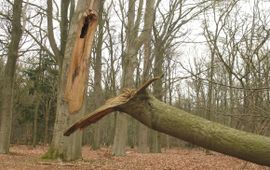 Holle eik met een afgebroken zijtak na een storm