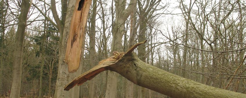 Holle eik met een afgebroken zijtak na een storm