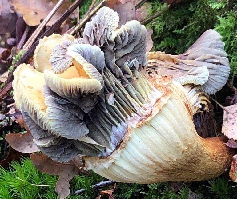 Deze gewone zwavelkop is niet zo gewoon meer