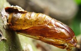 Elzenwespvlinder lege pop in uitkruipgat