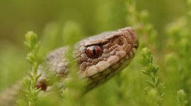 Adder / cover RAVON-Tijdschrift 99