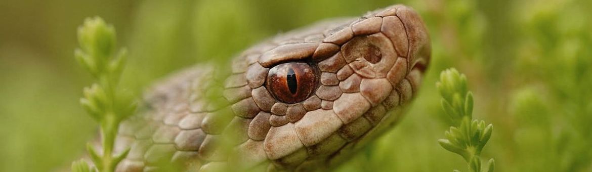 Adder / cover RAVON-Tijdschrift 99