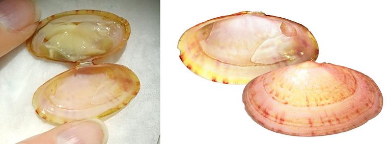 Ovale zonneschelp uit de Nederlandse Noordzee (Klaverbank, E3.25085 N54.16043). Levend verzameld, onvolgroeid exemplaar van 30,1 millimeter