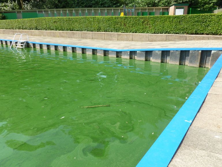 In het zwemwater zorgen blauwalgen voor veel overlast