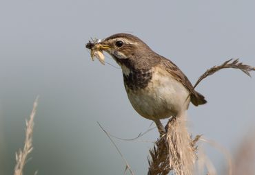 Ook de blauwborst is afhankelijk van insecten