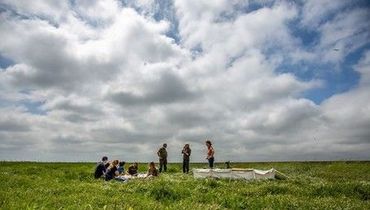 Jaarlijks brengen vrijwilligers bij een selectie aan lepelaars unieke pootringen aan