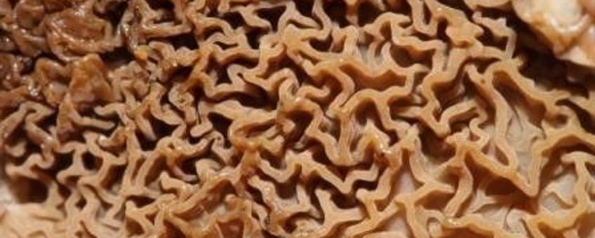 Dakloze huiszwam detail vruchtlichaam