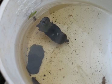 Ongewervelden zoals deze kokerjuffers en waterpissebedden spelen een cruciale rol in zoetwaterecosystemen, omdat ze organisch materiaal afbreken