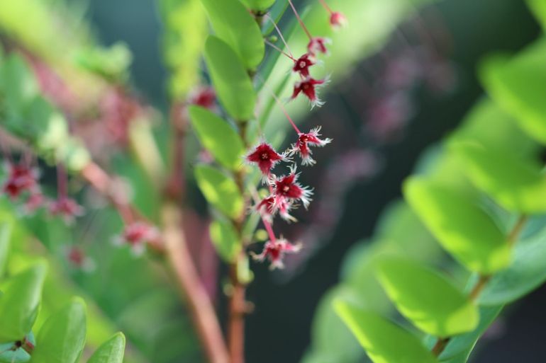 Phyllanthus pulcher