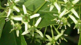 Wilde kardinaalsmuts