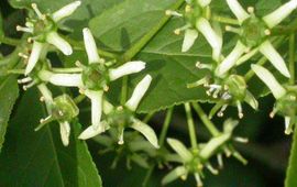 Wilde kardinaalsmuts