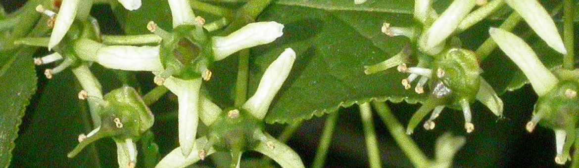 Wilde kardinaalsmuts