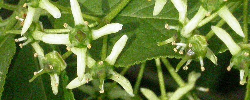 Wilde kardinaalsmuts