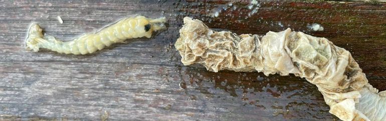 Via het Strandaanspoelsel Monitoring Project (SMP) wordt de opkomst of toename van een groot aantal in ons kustgebied levende organismen gevolgd. Links op de foto een op Texel aangespoeld – deel van een – dier van de Perkamentkokerworm met rechts de papierachtige koker waarin de soort leeft