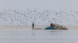 Farmers and shorebirds coexist peacefully on the same mudflat