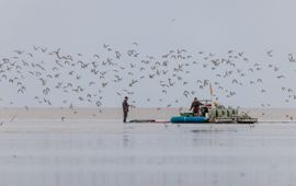 Farmers and shorebirds coexist peacefully on the same mudflat