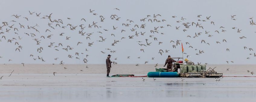 Farmers and shorebirds coexist peacefully on the same mudflat