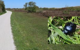 Vindplaats van de kortnekoliekever op Terschelling