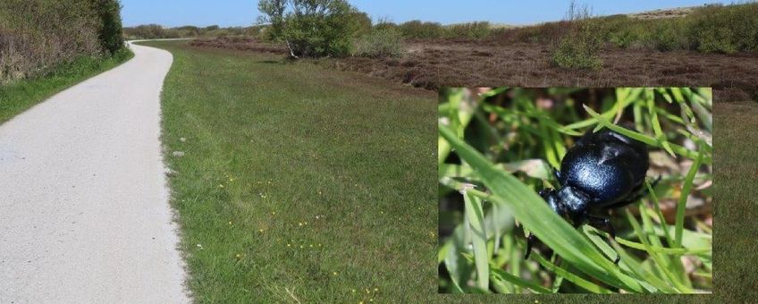 Vindplaats van de kortnekoliekever op Terschelling