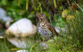 Zanglijster. Turdus philomelos