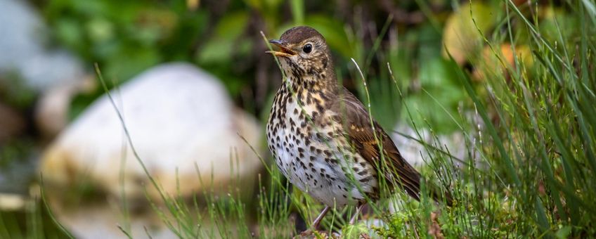 Zanglijster. Turdus philomelos